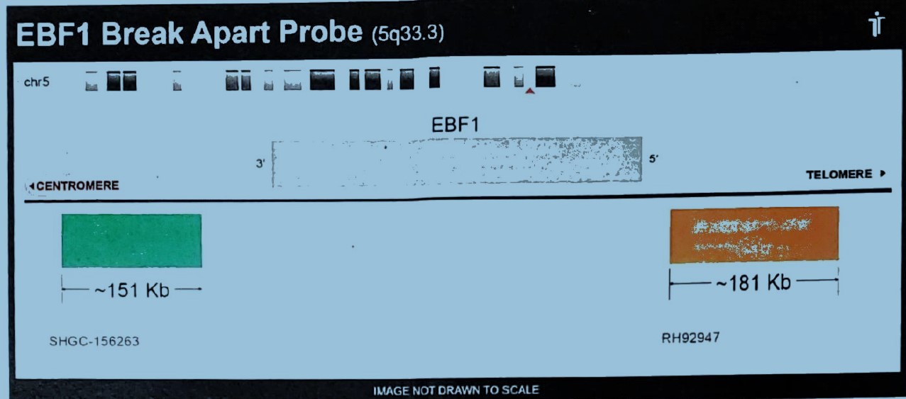 EBF1 break apart probe